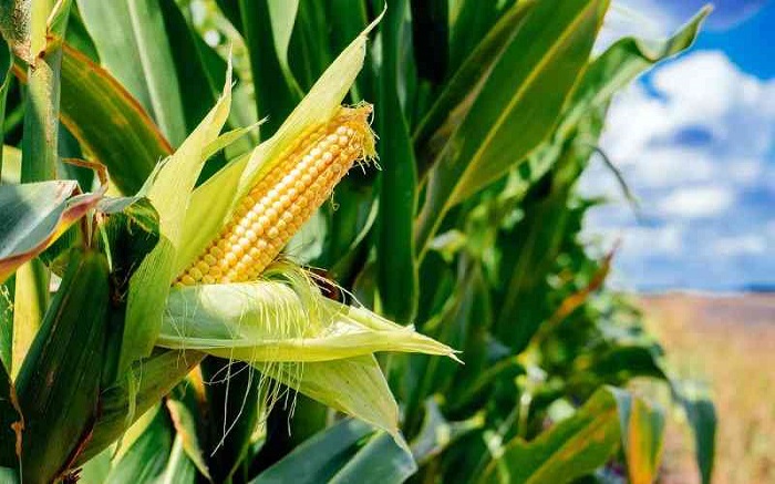 el maiz uno de los principales cultivos alimentarios