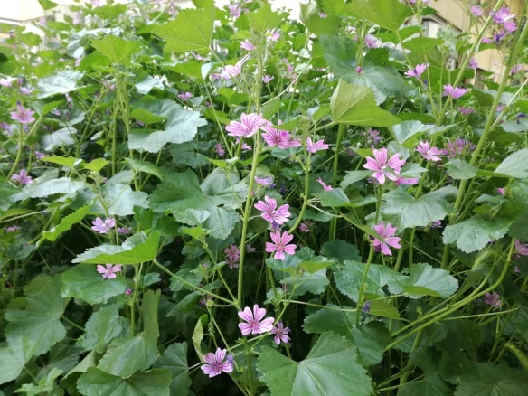 plantas silvestres y sus nombres
