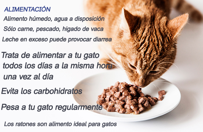 consejos para la alimentacion de tu gato