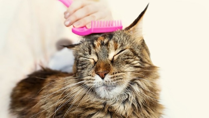 el cepillado del pelo del gato es importante