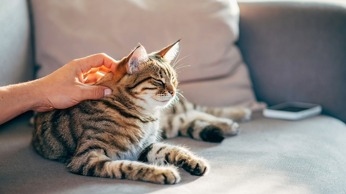 como nos ven los gatos a los humanos