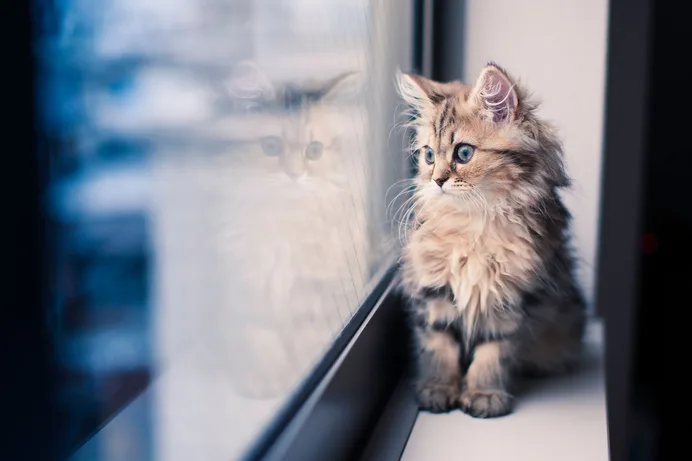 los gatos son mascotas muy queridas